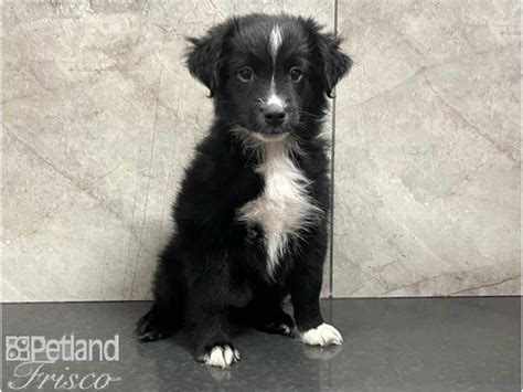 Miniature Australian Shepherd Puppy Black / White ID:30280 Located at Petland Frisco, Texas