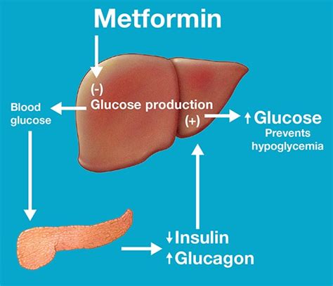 Metformin revisited - Mayo Clinic