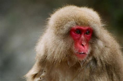 Picture 3 of 12 - Japanese Macaque (Macaca Fuscata) Pictures & Images - Animals - A-Z Animals