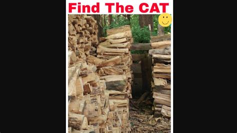 Can you find the cat hidden in this pile of logs? | Trending - Hindustan Times