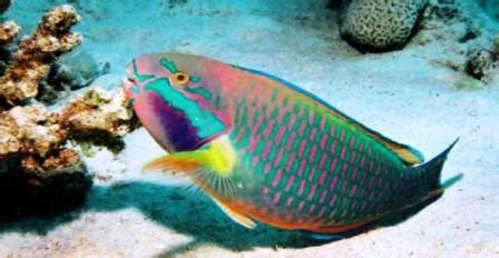 PARROT FISH FACTS SPECIES INFORMATION