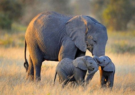 Zimbabwe allegedly flies 30 elephants to China in the wake of devastating drought - Face2Face Africa