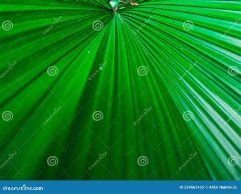 Green Palm Leaves for Background or Wallpaper Stock Image - Image of ...