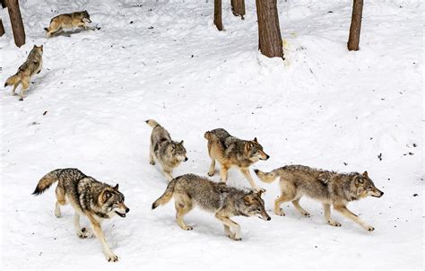 The Current Status of Gray Wolves and Hunting in the US