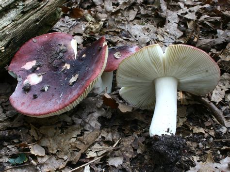 Russula atropurpurea: The Ultimate Mushroom Guide