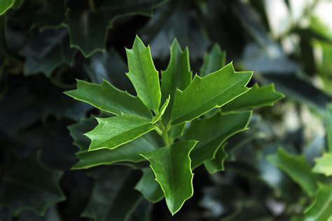 How to Plant and Grow Oak Leaf Holly | Gardener’s Path