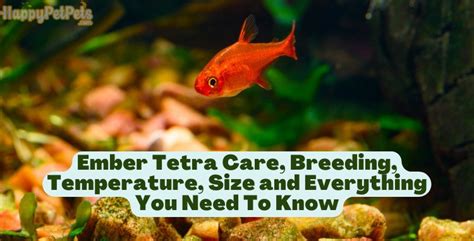 Ember Tetra Care, Breeding, Temperature, Size and Everything You Need To Know