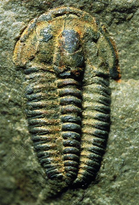 Trilobite fossil - Stock Image - E442/0481 - Science Photo Library