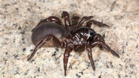 Trapdoor spiders disappearing from Australian landscape | Western Australian Museum