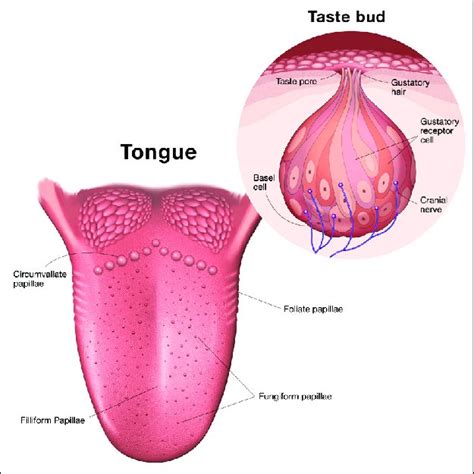 human tongue anatomy of papillae and taste buds. Circumvallate ...