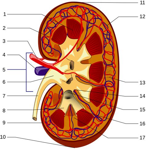 Kidney - Structure, Anatomy, Urine Formation, acid-base balance, and Function - Biology Notes Online