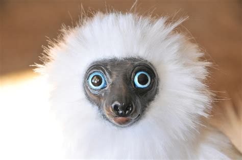 Jesse Franks Photography and Creations | Aurelia Silky Sifaka Lemur