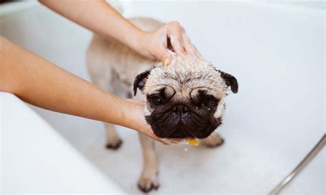 How-many-times-should-you-shower-a-dog - Home Design Ideas