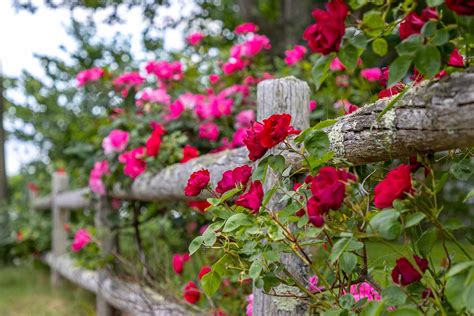 Are Climbing Roses Easy To Grow