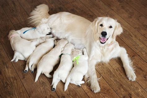 Best Practices for Whelping & Caring for Newborn Puppies: Breeder Tips