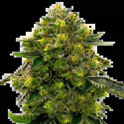 The Big Stink Cannabis Seeds – Royal King Seeds - Feminized & Autoflowering Cannabis Seeds