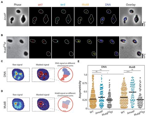 Frontiers | MukBEF-dependent chromosomal organization in widened Escherichia coli