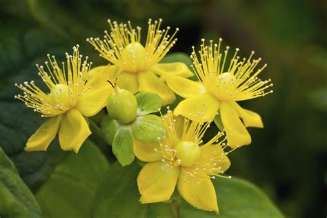 Yellow Flowering Shrubs Or Trees