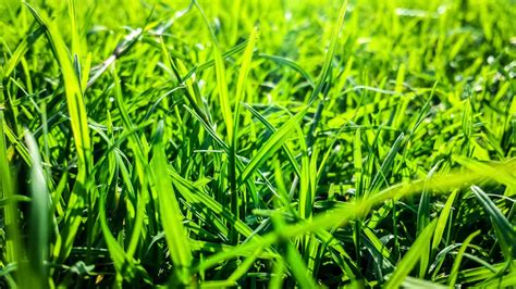 Free stock photo of close-up view, green, green grass