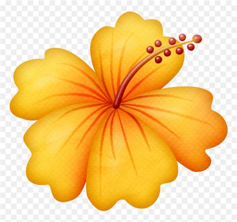 Gumamela Flower Clipart | Best Flower Site