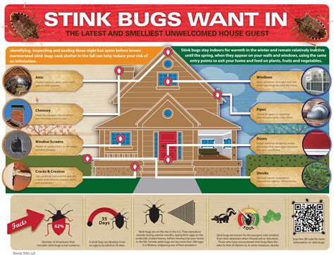 Stink Bug Facts & Removal | Get Rid of Stink Bugs | Orkin