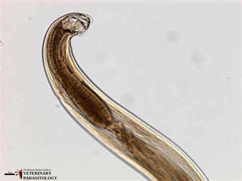 Ancylostoma sp. Roundworms - MONSTER HUNTER'S GUIDE TO: VETERINARY PARASITOLOGY