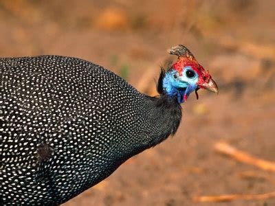 Guinea Fowl