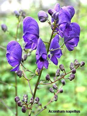 Aconite Plant: How To Grow Monkshood Plants