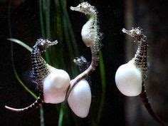 11 Pregnant MALE SEAHORSES, Females lay her eggs to the male ideas | male seahorse, seahorse ...