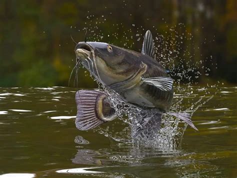 13 Different Types of Catfish