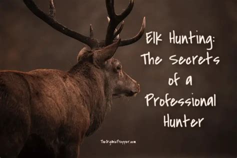 Elk Hunting: The Secrets of a Professional Hunter - The Organic Prepper