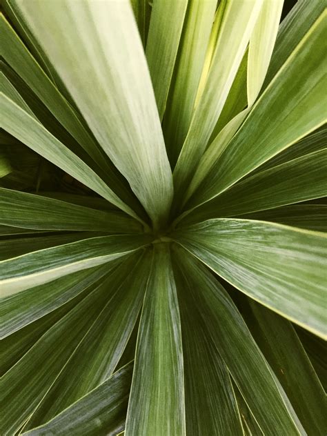 7 Yucca Plant Care Tips That’ll Make Your Greenery Thrive | Yucca plant care, Yucca plant, Yucca ...