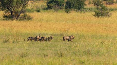 Four Male Lions Fighting for Territory, Pilanesberg National Park, South Africa. Stock Image ...