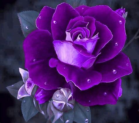 Purple Rose Wallpaper Download