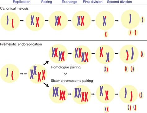 Meiosis in sexual and parthenogenetic Aspidoscelis species.Top, in ...