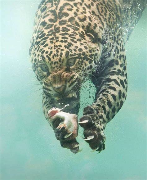 A leopard hunting fish : r/pics