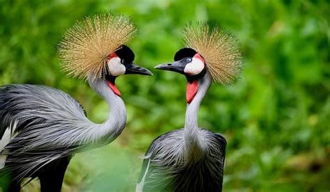 Crested Crane birds in Uganda