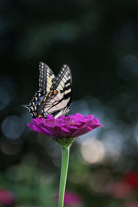 What Is The Role Of Pollinators In Nopal Cultivation? - nopalwellness.com