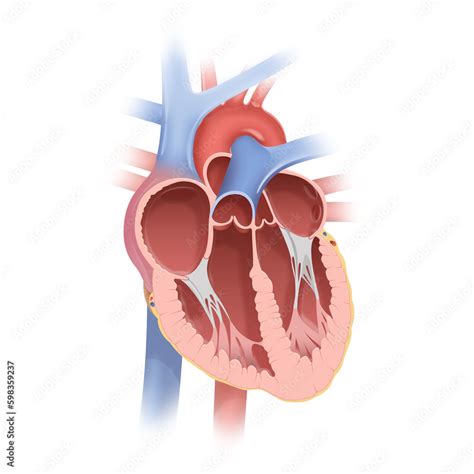 Anatomy of the Human Heart Stock Illustration | Adobe Stock