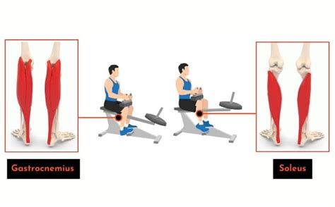 Seated Calf Raises: Master This Exercise for Stronger Calves