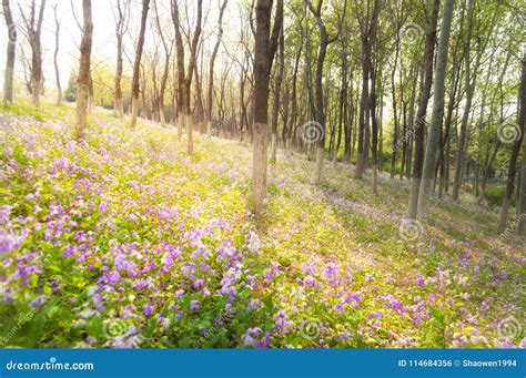 Blue Bluebells in forest stock photo. Image of abinger - 114684356