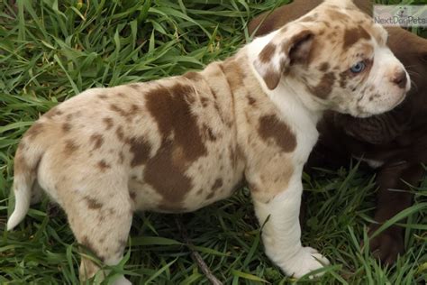 Divinity: Alapaha Blue Blood Bulldog puppy for sale near Little Rock ...