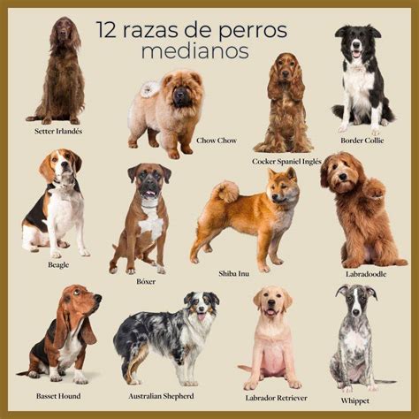 Las 24 razas de perros medianos más populares