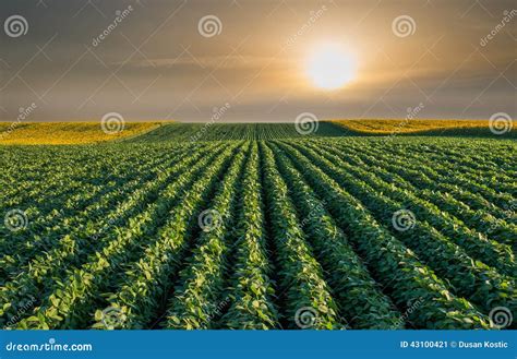 Soybean Field stock image. Image of cereal, wavy, sunlight - 43100421