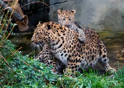 Amur Leopard Cubs And Mother