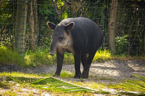 Baird’s Tapir