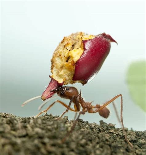 Top 15 Ant Facts - Biology, Lifespan, Diet & More - Facts.net