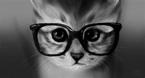 Cat with Glasses Wallpapers - Top Free Cat with Glasses Backgrounds - WallpaperAccess