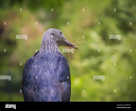 Bird Catches Spider Stock Photo - Alamy