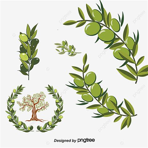 Olive Branch PNG Image, Vector Green Olive Branch, Olive Branch, Olives, Leaf PNG Image For Free ...